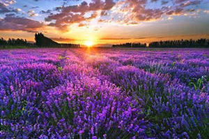 Base de Plantación de Lavanda