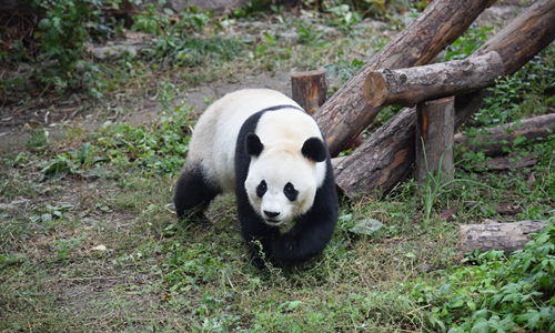 15 días Luna de Miel en China Zoológico de Beijing