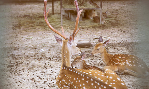 Zoo de Pekín