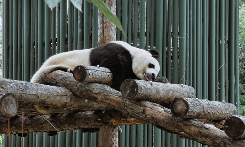 10 días Viajes a China con Niños Beijing Zoo