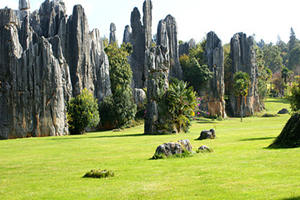 Bosque de Piedra