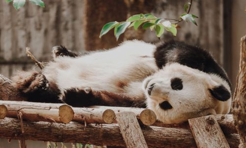 Base de Panda de Dujiangyan