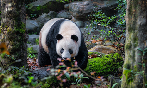 12 días Viajes a China con Niños Base de Crianza del Panda de Dujiangyan