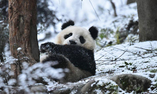 8 días Viajes de Minorías Étnicas Chinas Reserva Natural de Wolong