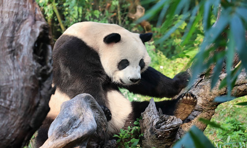 Centro de Investigación y Crianza de Panda