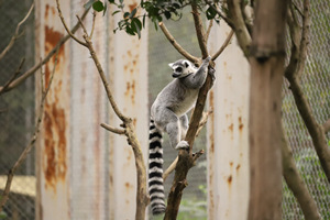 el mapache en el Zoológico de Chongqing