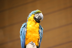 el loro en el Zoológico de Chongqing