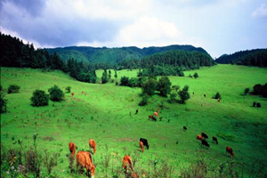 Montaña de Hadas de la Región de Karst de Wulong