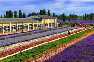 Corredor de la cultura de la vainilla de la Base de Plantación de Lavanda