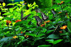 las mariposas en Fuente de las Mariposas