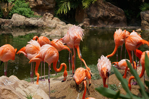 Zoo de Animales Salvajes de la Área Turística de Chimelong