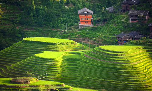 5 días Viajes de Minorías Étnicas Chinas Terrazas de Arroz de Longji