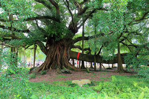 Gran Árbol del Banyan