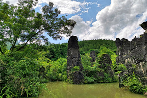 Bosque de Piedra en el Agua