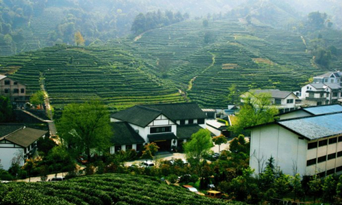 10 días Luna de Miel en China Plantación de Té Longjing