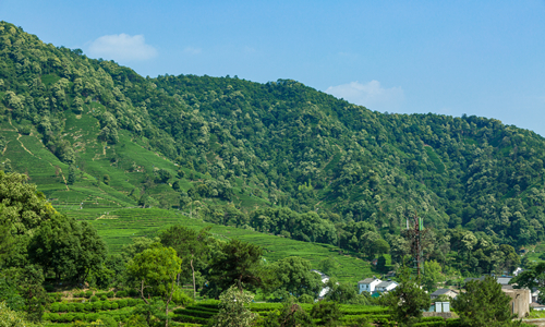 7 días Viajar por China en Tren Plantación de Té Meijiawu