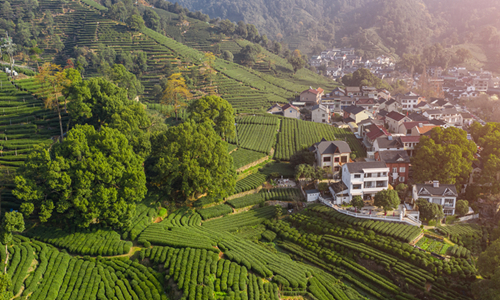 13 Días Viajes del Patrimonio Mundial de China Plantación de Té Meijiawu