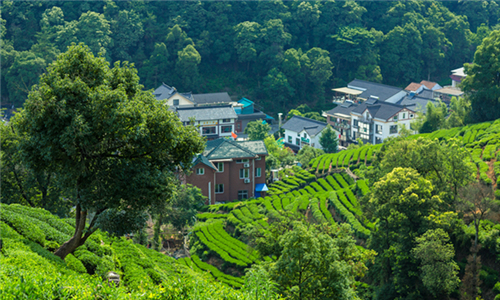 Plantación de Té Meijiawu