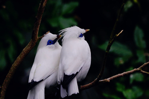 Pájaro en el aviario Edward Youde