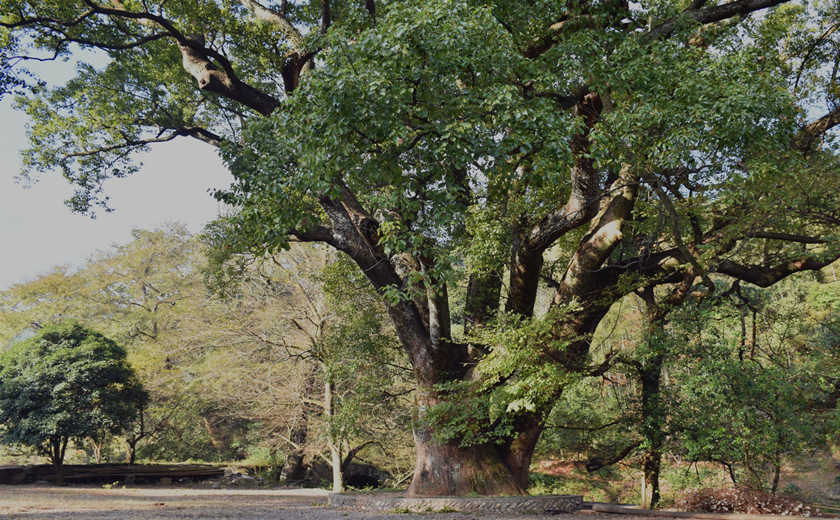 árbol antiguo del Pueblo Tachuan