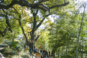 mar de bambú de Mukeng del Pueblo Tachuan