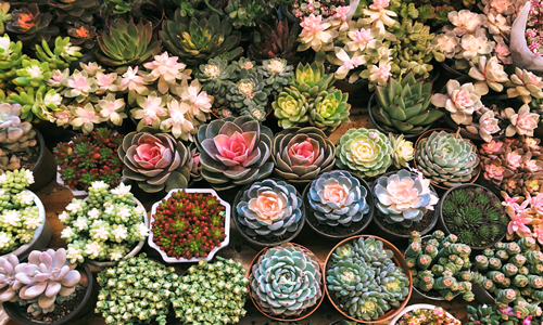 Mercado de las Flores y los Pájaros