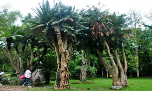 Jardín Botánico Tropical en Menglun