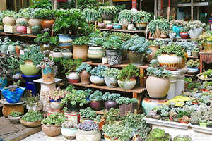 flores del Mercado de Pájaros y Flores