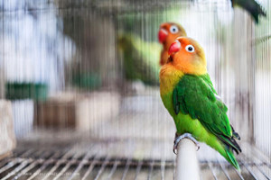 pájaros del Mercado de Pájaros y Flores