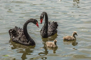 Aves Acuáticas del Parque de Animales Salvajes de Shanghái