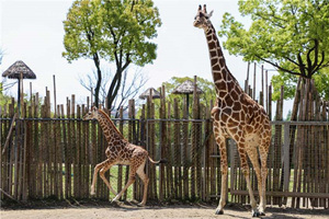 La Casa de las Jirafas del Parque de Animales Salvajes de Shanghái