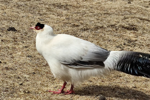 gallo salvaje del Lago Shudu