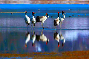 grullas de cuello negro en Lago Napa