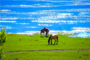 Pradera Yila del Lago Napa