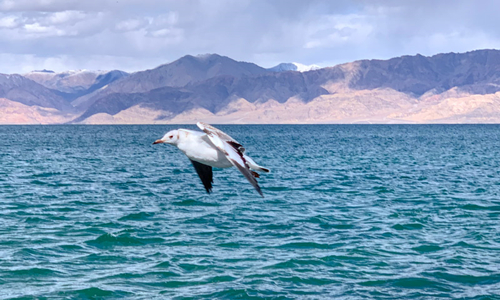 10 días Viajes al Tíbet Lago PangongTso