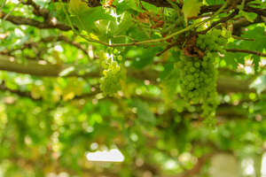 las uvas del Valle de Uva de Turpan