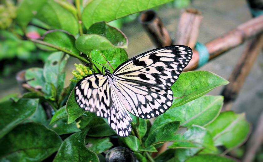 mariposa pequeña del Valle de Mariposa