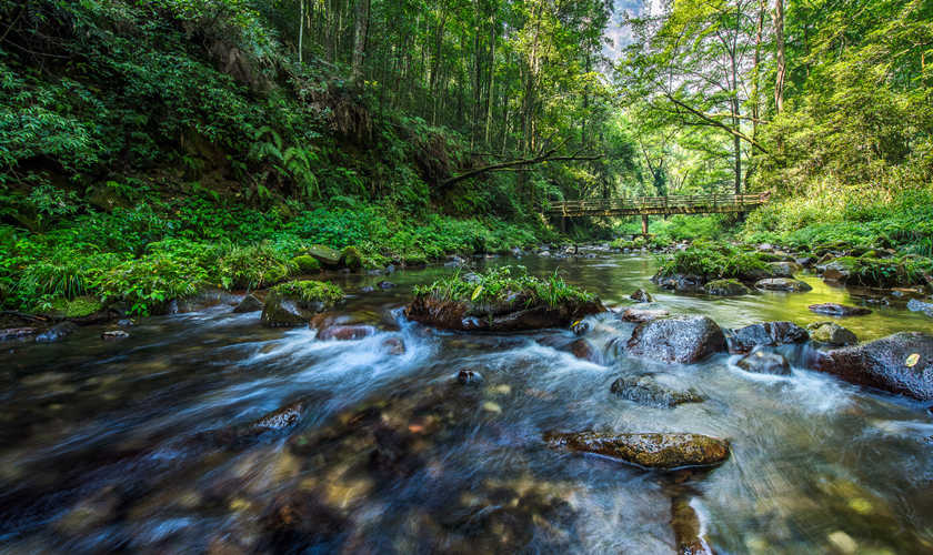 El paisaje de Corriente de Látigo de Oro