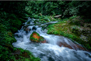 Corriente de Látigo de Oro del Parque Forestal Nacional de Zhangjiajie