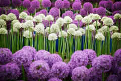 flor de la suerte-alliums.jpg