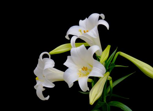 flor de la suerte para los conejos