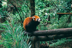 Aquí también puedes ver panda rojo