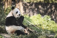 Un panda en Dujiangyan