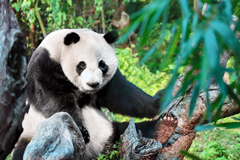 Un panda en el valle de Dujiangyan