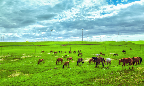 Yellow Flower Valley