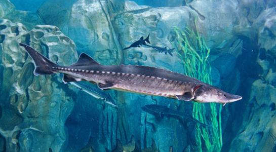 Chinese Sturgeon，Beijing Aquarium