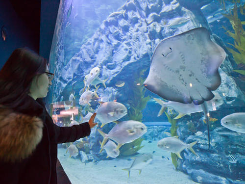 Stingray，Beijing Aquarium