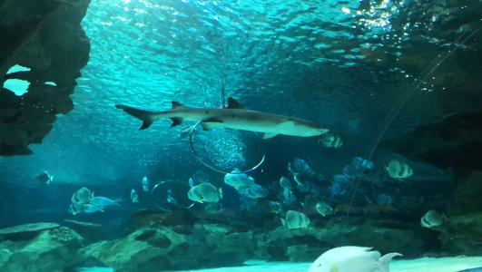 Great White Shark，Beijing Blue Zoo