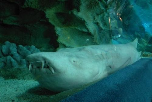 Nurse Shark，Beijing Blue Zoo