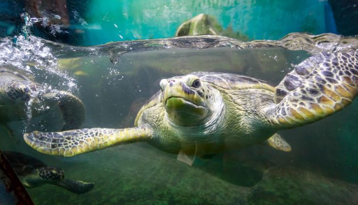 Sea Turtle，Beijing Blue Zoo